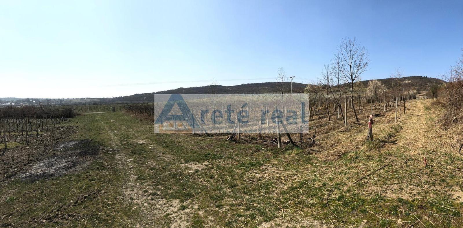 Areté real - Predaj vinice v Modre pri Kalvárii – fotka 2