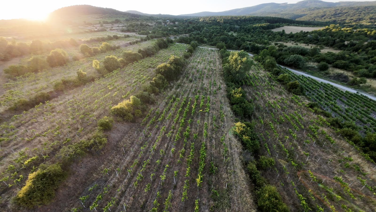 arete.sk – PREDAJ 3529m2 VINICE, PEZINOK, STARÁ HORA