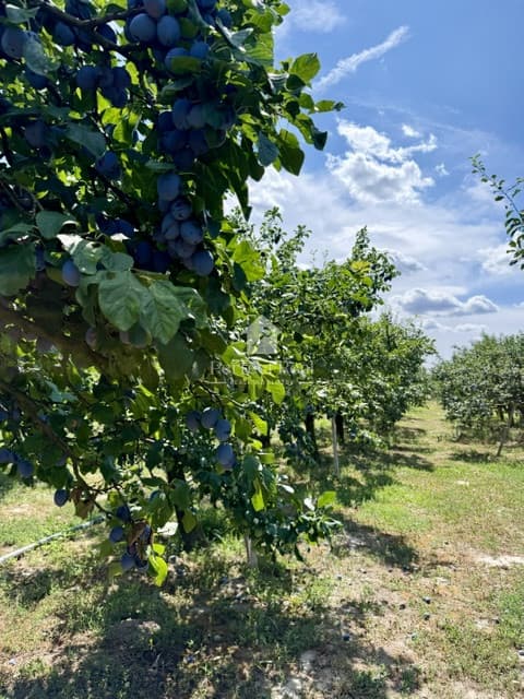 OVOCNÝ SAD na predaj  6435 m2, Dunajská Streda - JAHODNÁ
