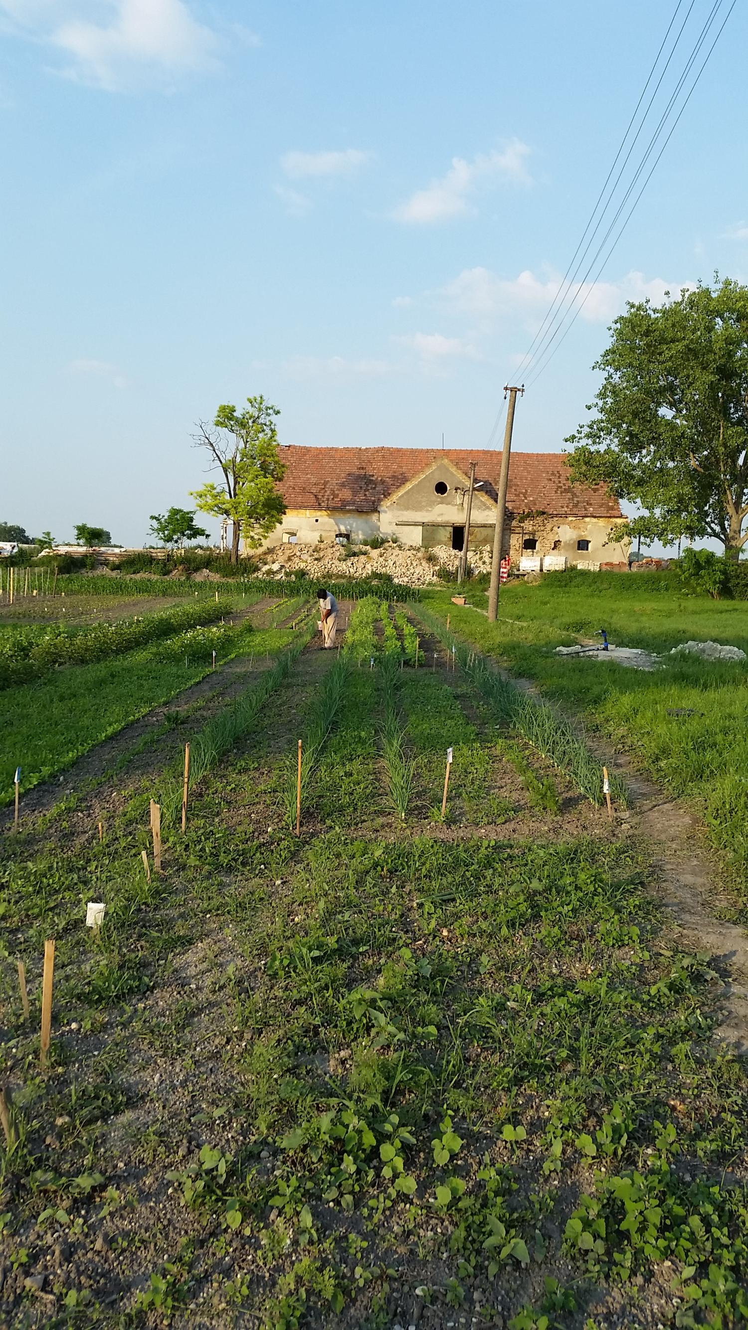 Zaujímavý pozemok na Žitnom ostrove v obci Číčov – fotka 2