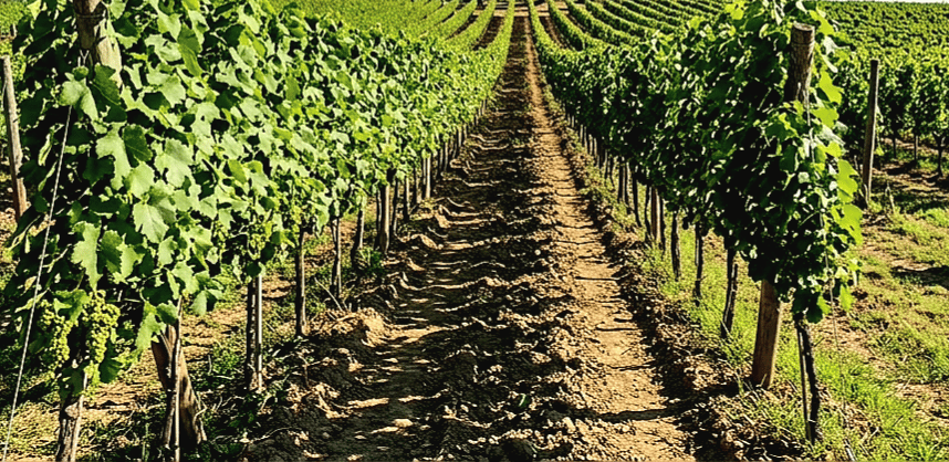 Na predaj viničný domček s vinicou v obci Bátorove Kosihy