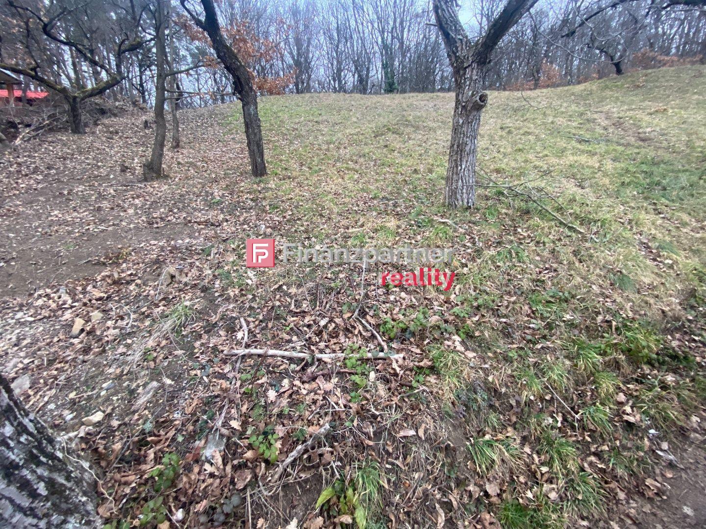 Pozemok na predaj v obci Vinné, okr. Michalovce – fotka 2