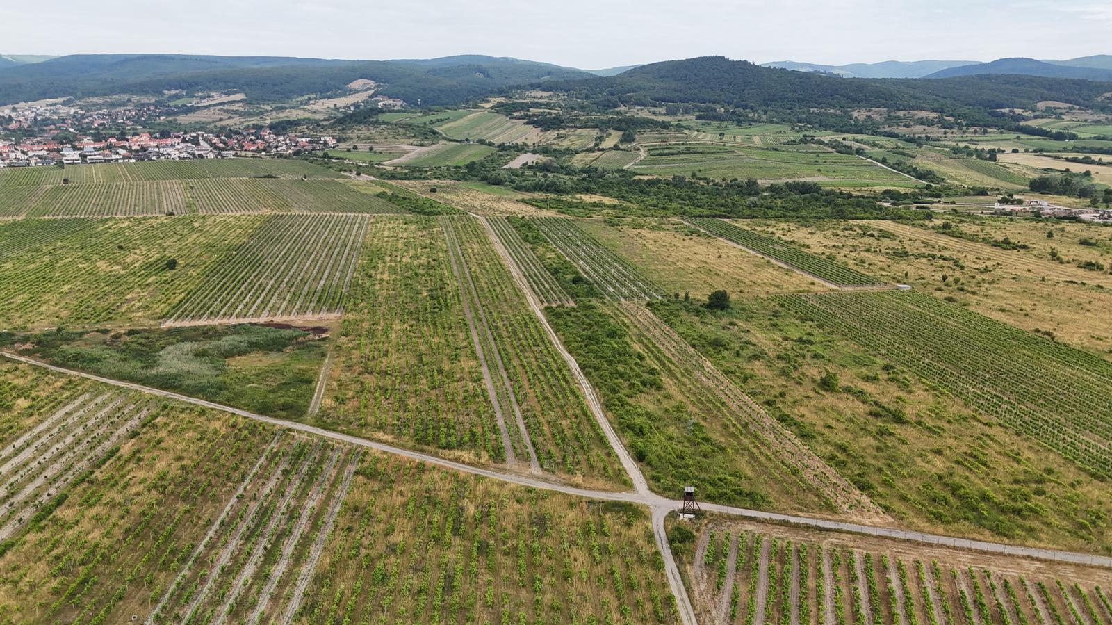 Vinohrad vo vyhľadávanej lokalite medzi Pezinkom a Limbachom – fotka 2