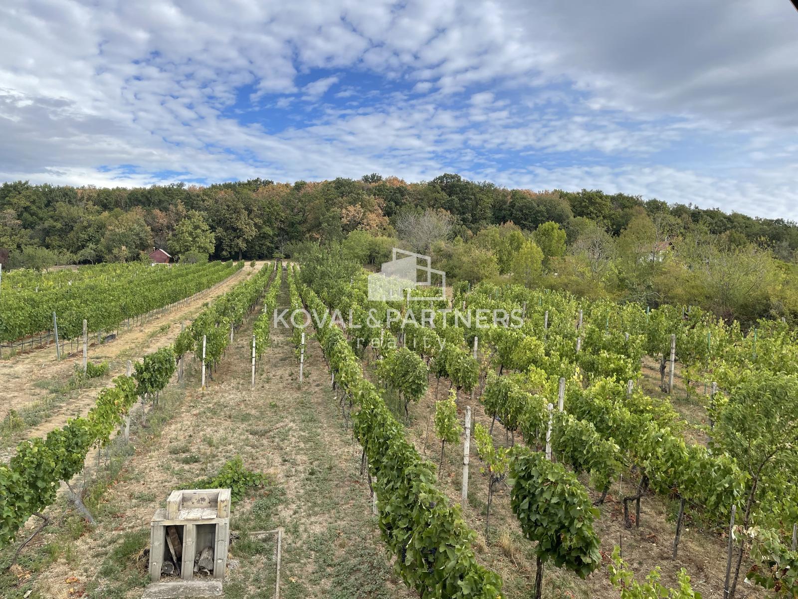 Vinica 608 m² s viničnou chatkou v obci Jelenec, okres Nitra – fotka 2