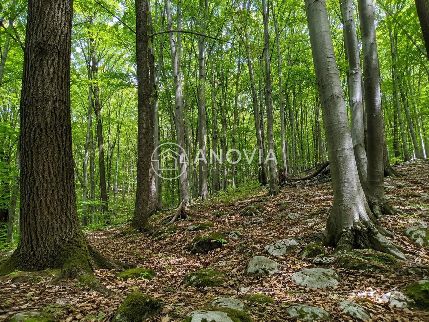 Predaj lesných pozemkov - Slovenský kras