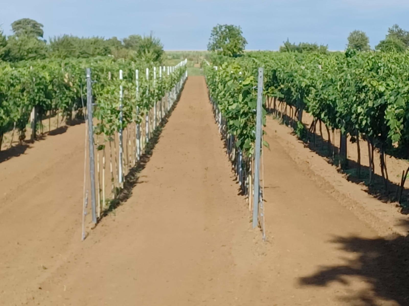 Predaj- 2 viničné pozemky 738 m2 , Veľká Maňa – fotka 2