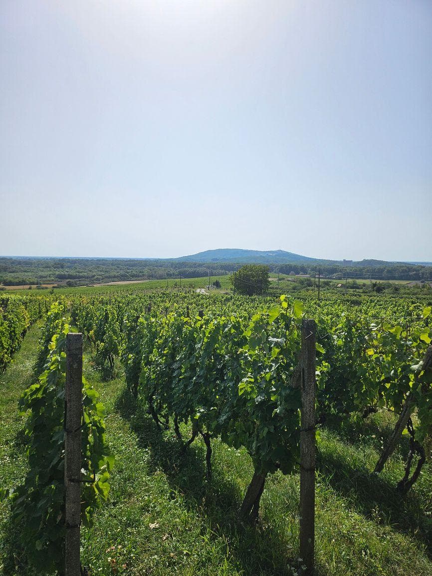 Dve vinice v srdci Tokajskej oblasti – obec Viničky