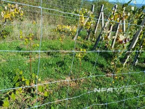 Biovinica s krásnym výhľadom v Pukanci