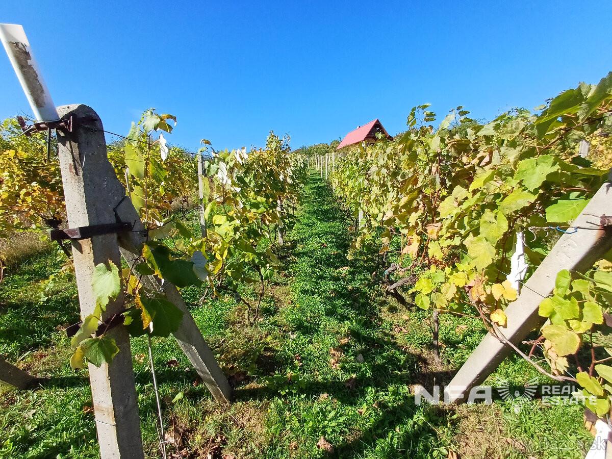 Biovinica s krásnym výhľadom v Pukanci – fotka 2