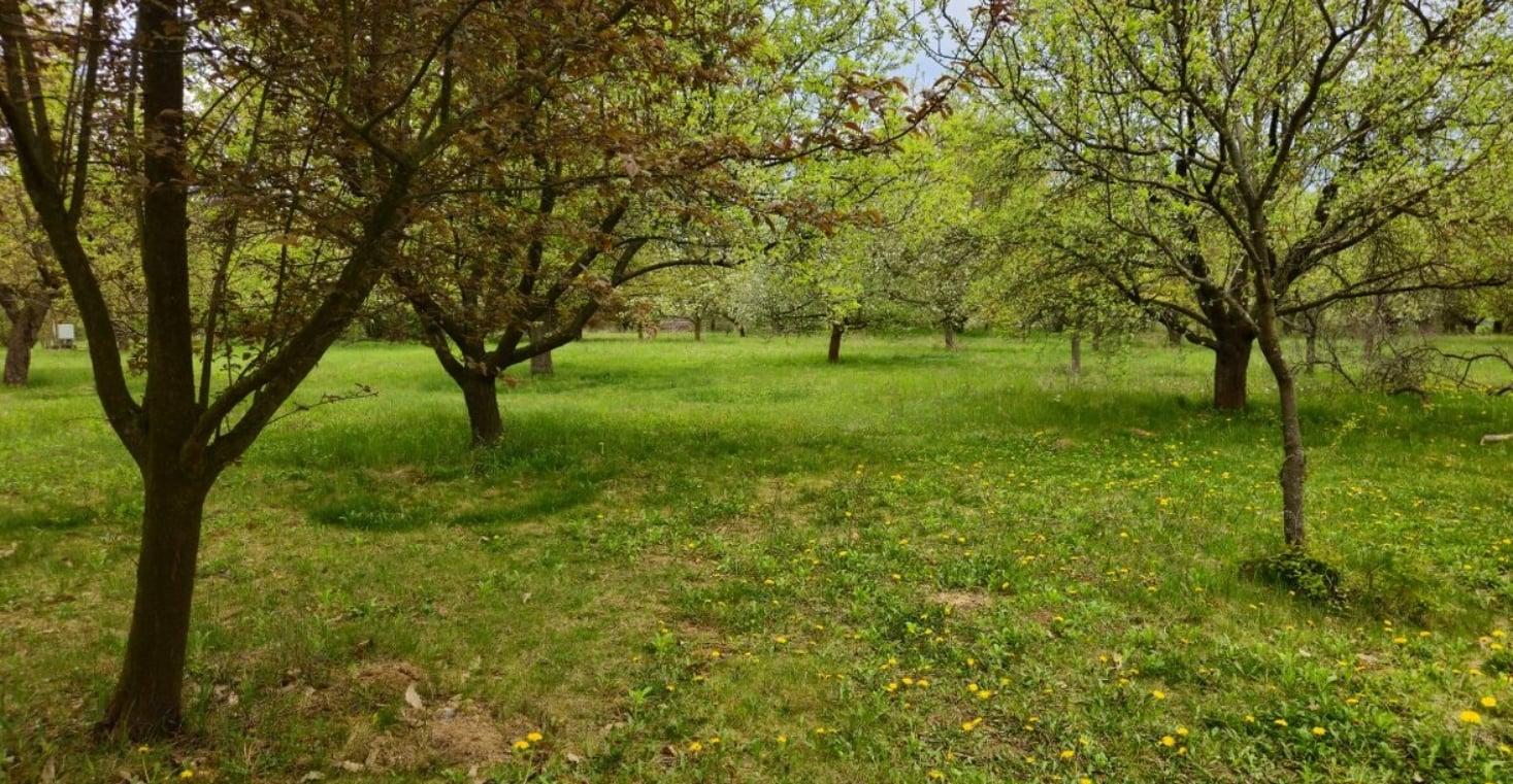 🌳 JEDINEČNÝ OVOCNÝ SAD 10 000 m² – PÁROVSKÉ HÁJE, NITRA
