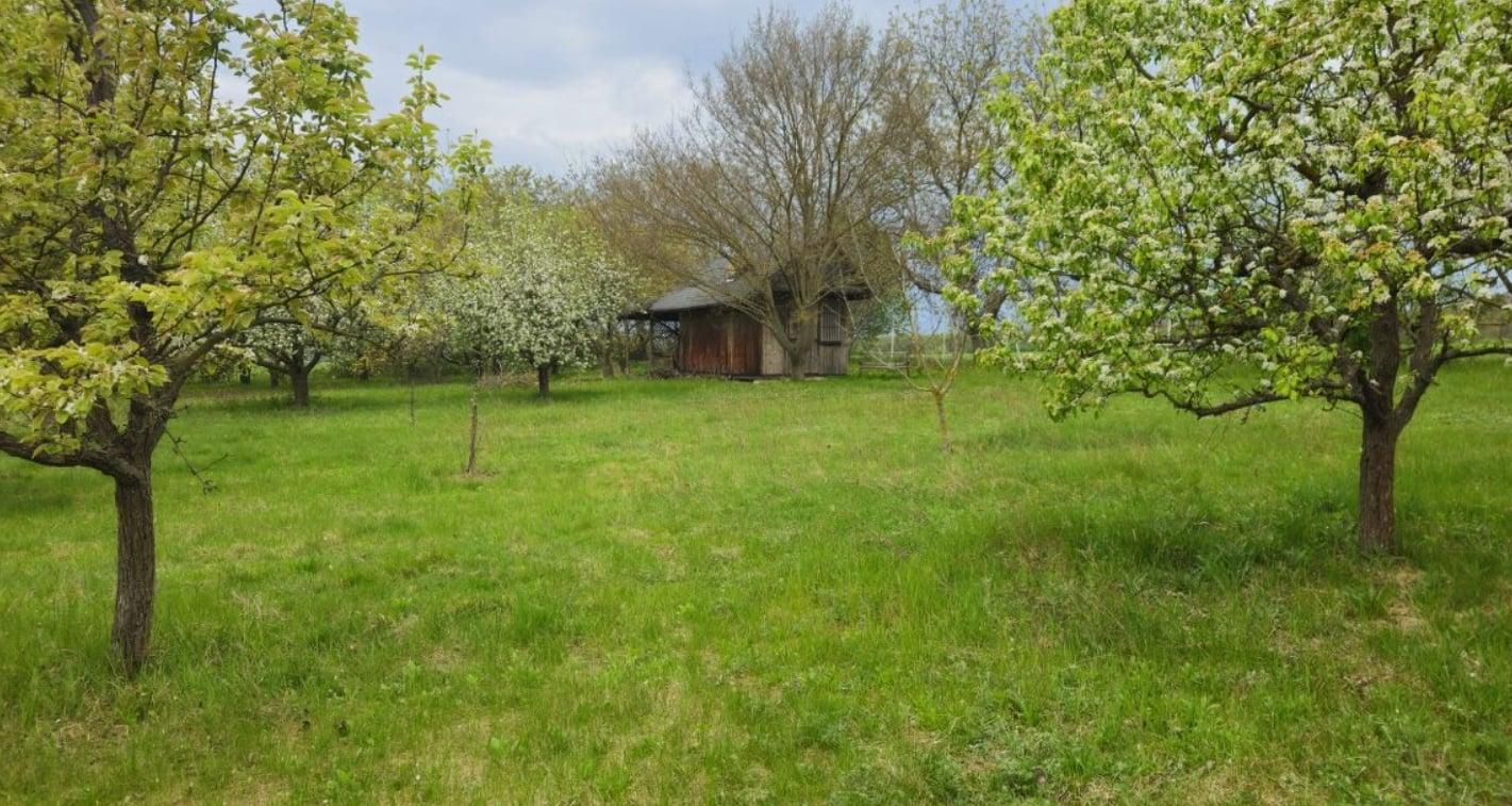 🌳 JEDINEČNÝ OVOCNÝ SAD 10 000 m² – PÁROVSKÉ HÁJE, NITRA – fotka 2