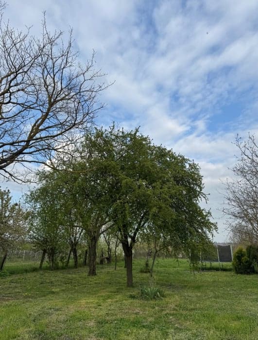 SLNEČNÝ STAVEBNÝ POZEMOK S VÍNNOU PIVNICOU – fotka 2
