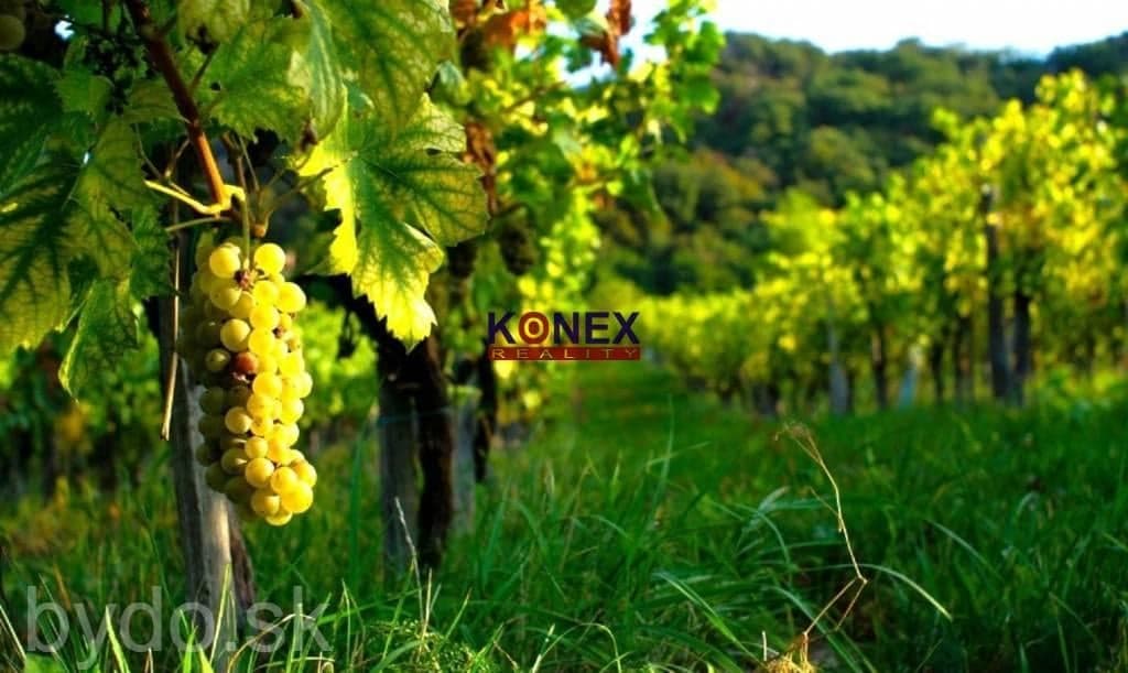 NA PREDAJ – VINICA – VEĽKÁ TŔŇA