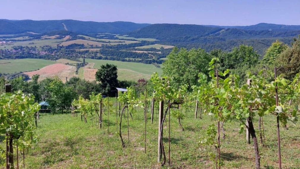 Predaj: Vinica s pozemkom 2 646m² – Hrušov, úpätie Silickej planiny