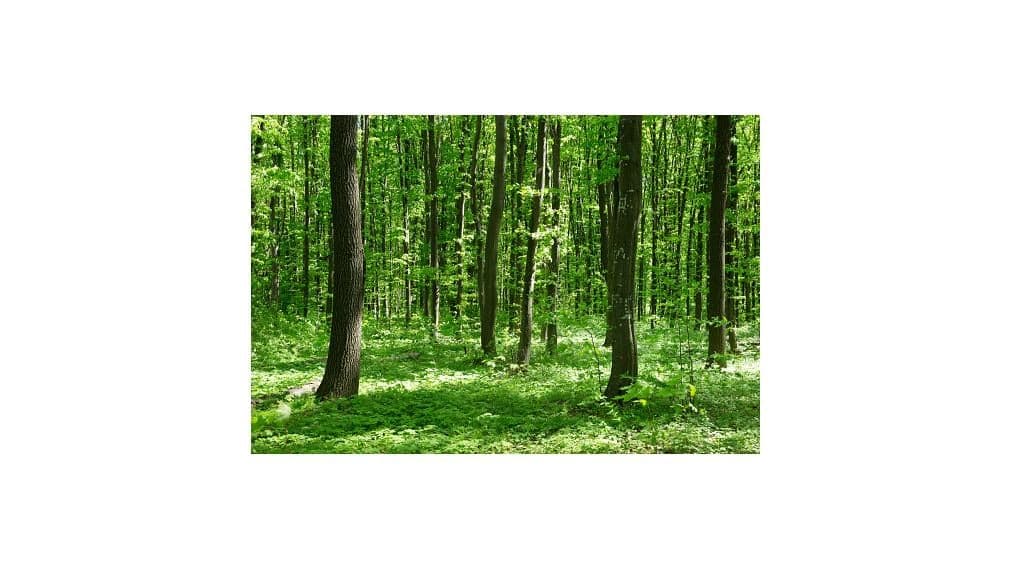 Lesný pozemok v k.ú. Veľká Tŕňa