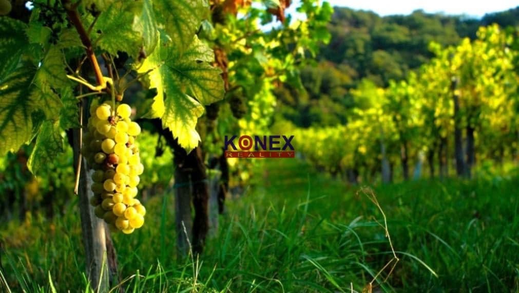 SUPER PONUKA – Krásny vinohrad vo vinohradníckej oblasti Tokaj