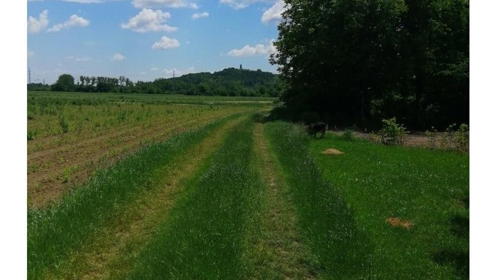 ID-3787 NA PREDAJ POZEMOK (záhrada) – Michalovce, časť Topoľany