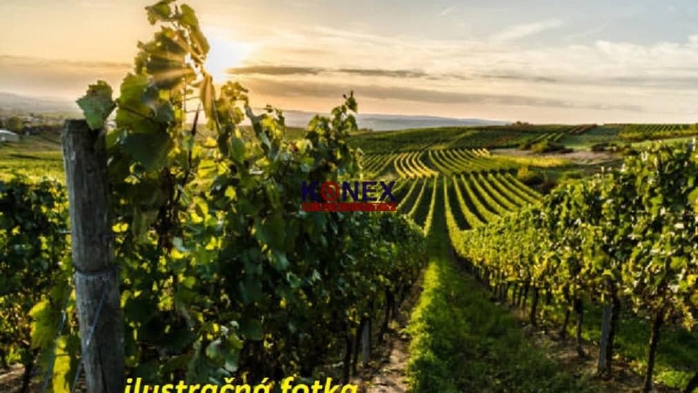 ID-3208 NA PREDAJ –  Vinica v tokajskej oblasti